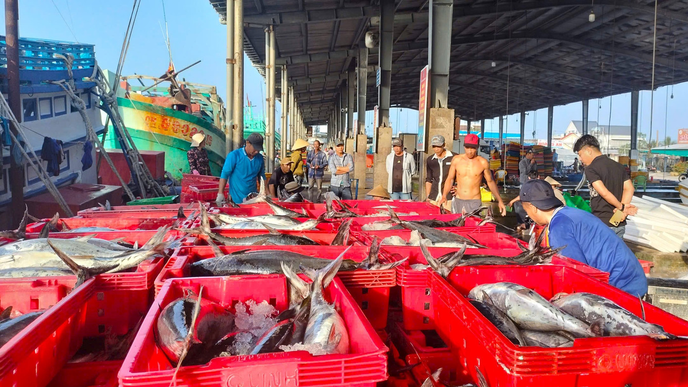 Chủ tàu Phan Quốc Tuyền (ngụ xã Sông Đốc, tỉnh Cà Mau) chia sẻ, chuyến biển cuối năm nay mang lại kết quả rất khả quan. “Càng gần Tết, nhu cầu thị trường tăng cao nên giá cá cũng tốt hơn. Tàu tôi chủ yếu khai thác các loại cá chợ nhưng năm nay sản lượng tốt hơn mọi năm, đặc biệt là cá ngừ, cá ba thú trúng hơn và giá cũng ổn định hơn trước”, anh Tuyền nói.