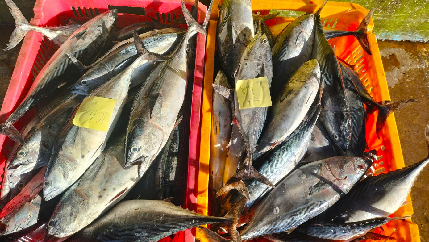 Theo anh Tuyền, tàu cá của anh xuất bến ngày 26/10 âm lịch và chuyến biển vào ngày 19/11 âm lịch được xem là trúng nhất từ trước đến nay.