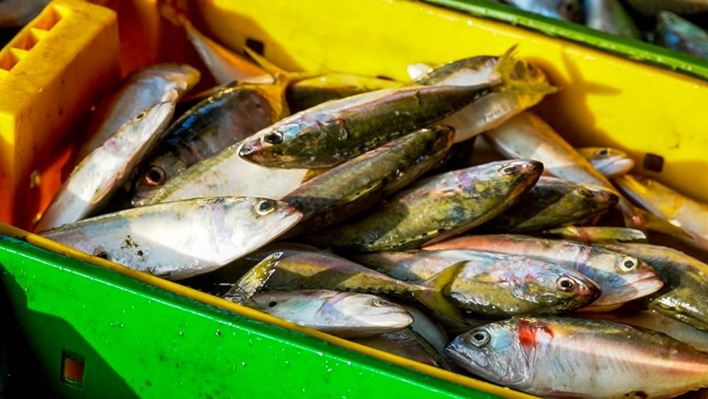 Riêng cá ba thú, sản lượng đạt khoảng 30 tấn/chuyến, giá bán tại biển khoảng 31.000 đồng/kg. Tổng doanh thu mỗi chuyến đạt từ 900 triệu đến 1 tỷ đồng, sau khi trừ chi phí, lợi nhuận còn khoảng 250 triệu đồng.