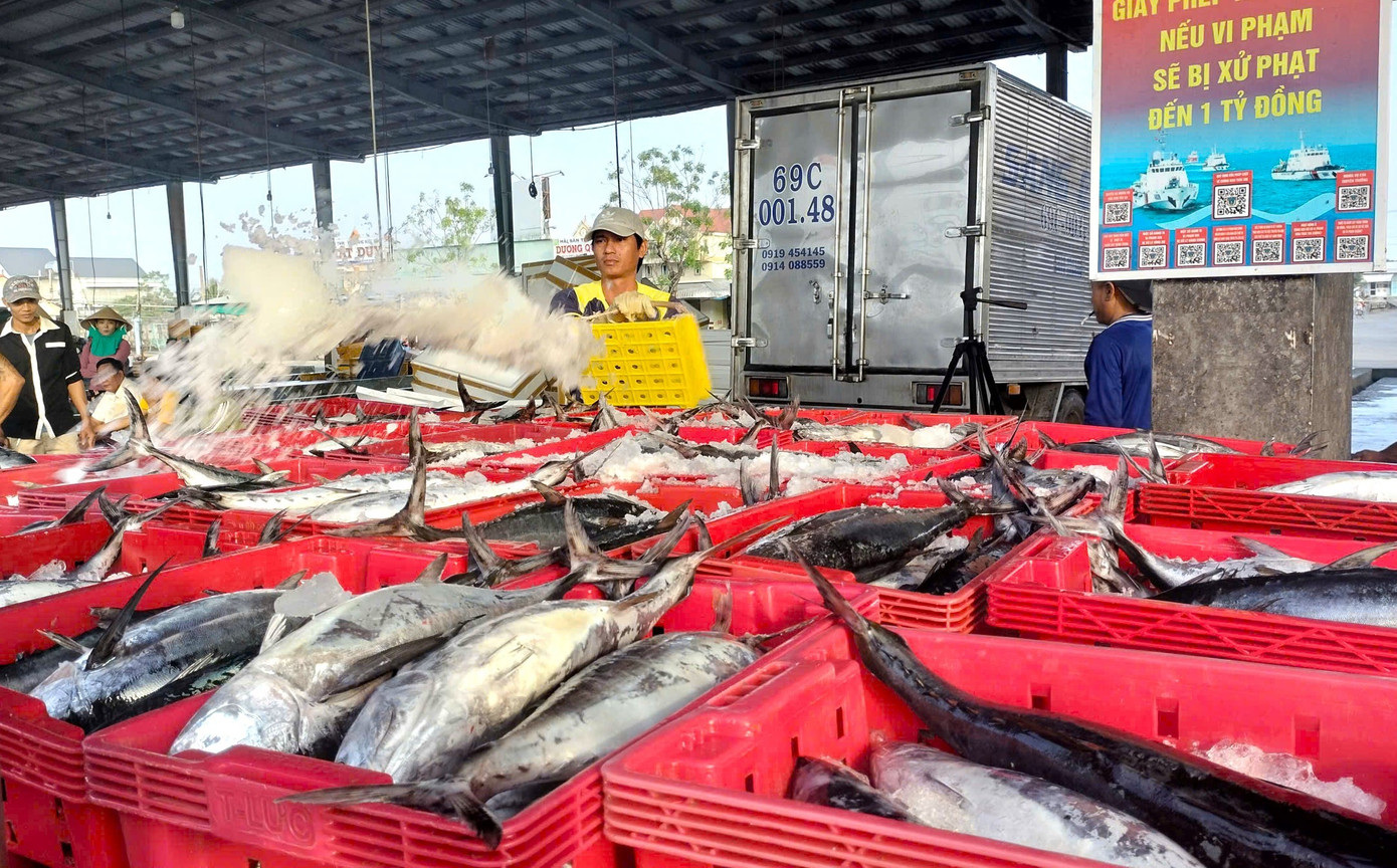 Đây không chỉ là cơ hội để bà con cải thiện thu nhập sau một năm nhiều biến động, mà còn tạo thêm động lực để bám biển, gắn bó với nghề truyền thống.