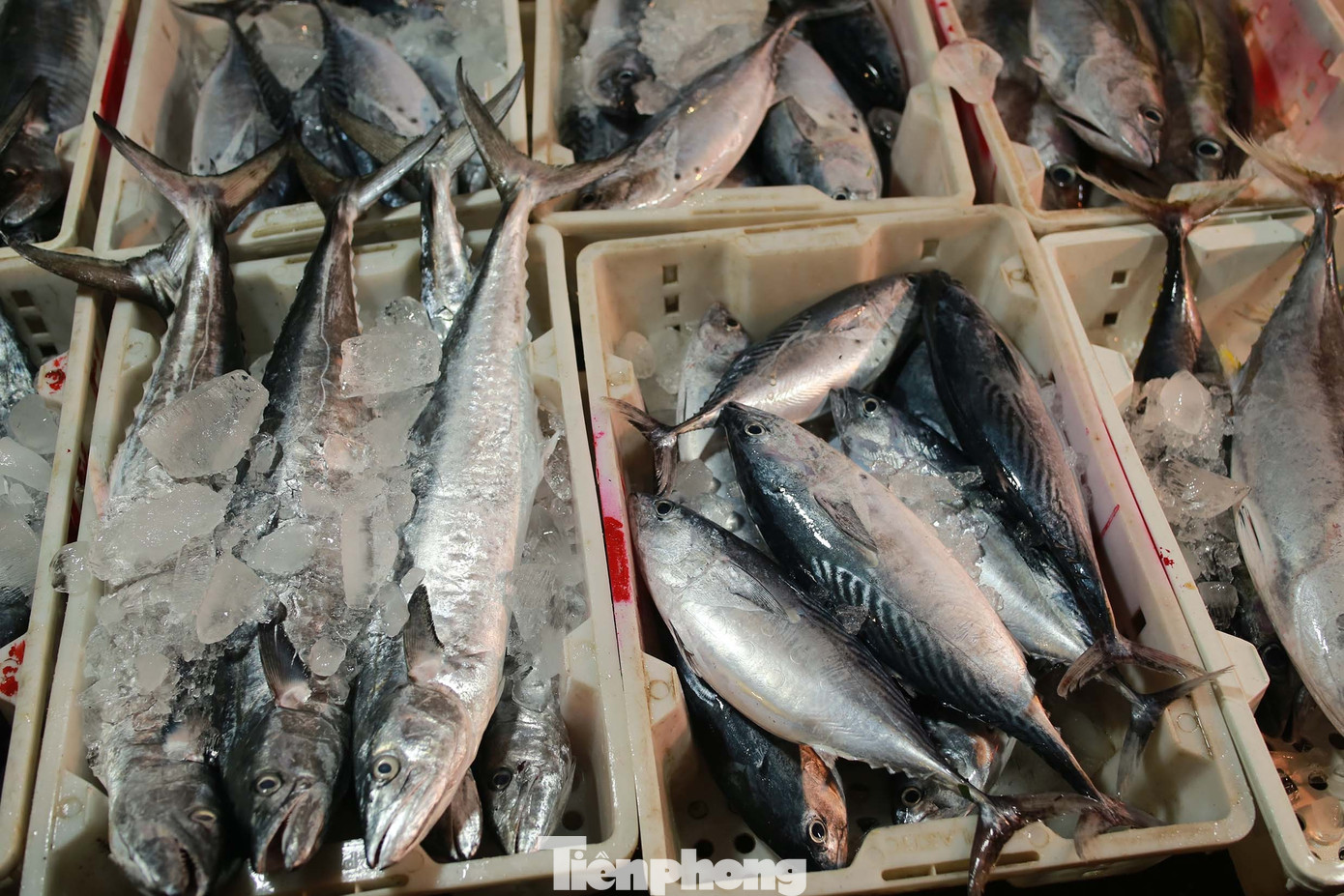 Hối hả cảng cá sớm tinh mơ - 14