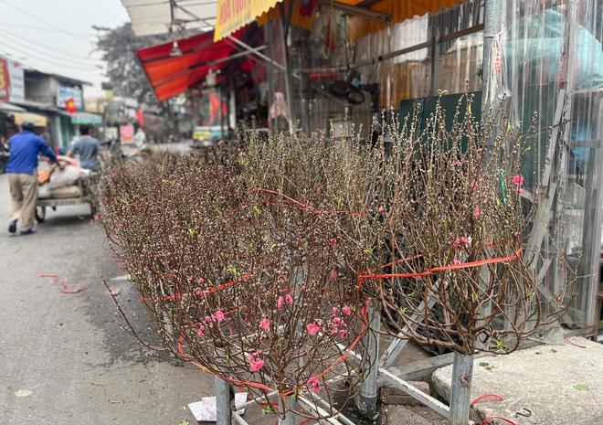 Lan, đào khoe sắc, người dân Hà Nội háo hức mang Tết sớm về nhà - 3