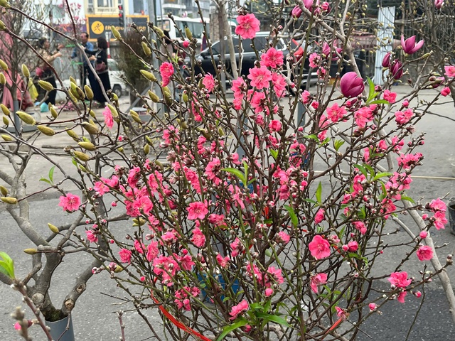 Giá đào Tết sớm năm nay dao động từ khoảng 200.000 – 500.000 đồng/cành, tùy dáng, độ to và mật độ nụ, phù hợp với nhiều đối tượng khách hàng.