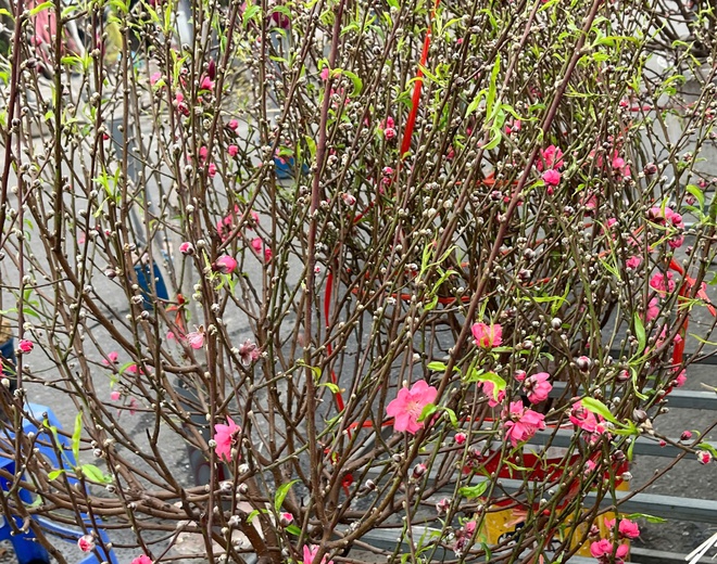 img src/upload/1-2026/images/2026-01-16/1768521437-hoa-tet-11-38092-width660height465.jpg width660 /