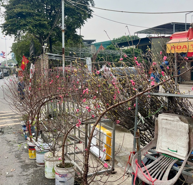 img src/upload/1-2026/images/2026-01-16/1768521438-hoa-tet-14-8447-width660height495.jpg width660 /