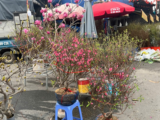 Lan, đào khoe sắc, người dân Hà Nội háo hức mang Tết sớm về nhà - 6