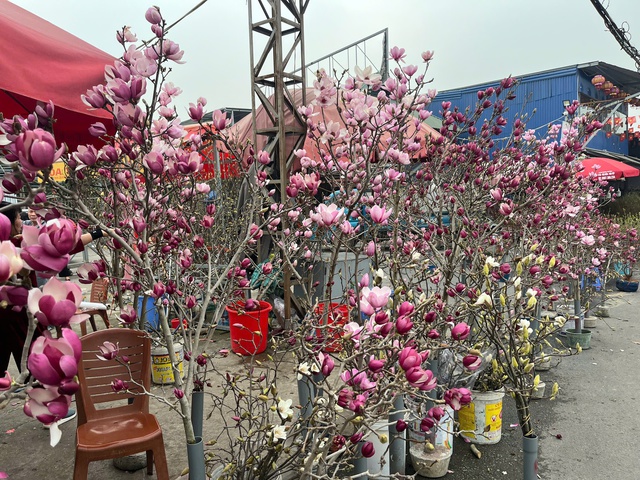 Bên cạnh đào truyền thống, các cành mộc lan cỡ lớn, dáng đẹp, hoa trắng – tím nổi bật được nhiều người quan tâm.