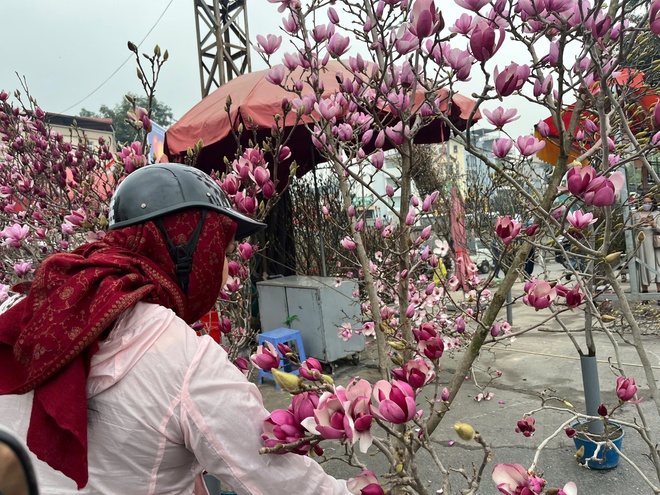 img src/upload/1-2026/images/2026-01-16/1768521439-hoa-tet-15-1787-width660height495.jpg width660 /