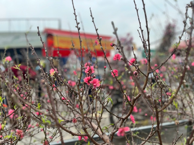 Những cành đào Nhật Tân đã lác đác bung nở giữa chợ hoa Quảng An, báo hiệu không khí Tết Bính Ngọ 2026 đang đến rất gần.