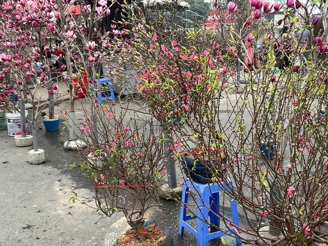 Chị Nguyễn Tình, một khách đi chợ hoa chia sẻ: “Tôi thích mua đào sớm để vừa ngắm, vừa tạo không khí Tết trong nhà. Mỗi lần nhìn thấy đào là thấy xuân đến gần hơn.
