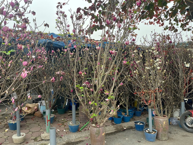 img src/upload/1-2026/images/2026-01-16/1768521439-hoa-tet-15-1787-width660height495.jpg width660 /