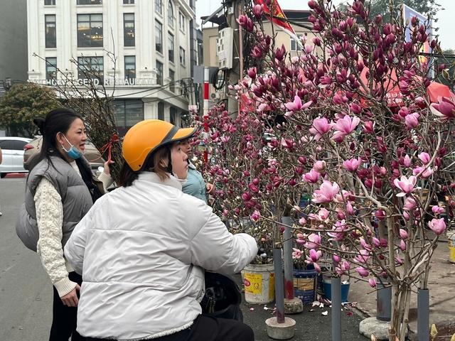 Những cành mộc lan nở rộ khiến nhiều người dân thích thú dừng lại ngắm và chụp ảnh.
