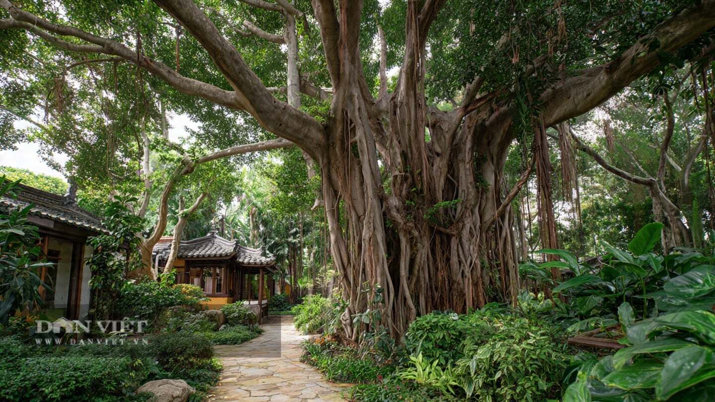 Cây có thân gỗ chắc khỏe, có thể cao đến 25m trong tự nhiên.