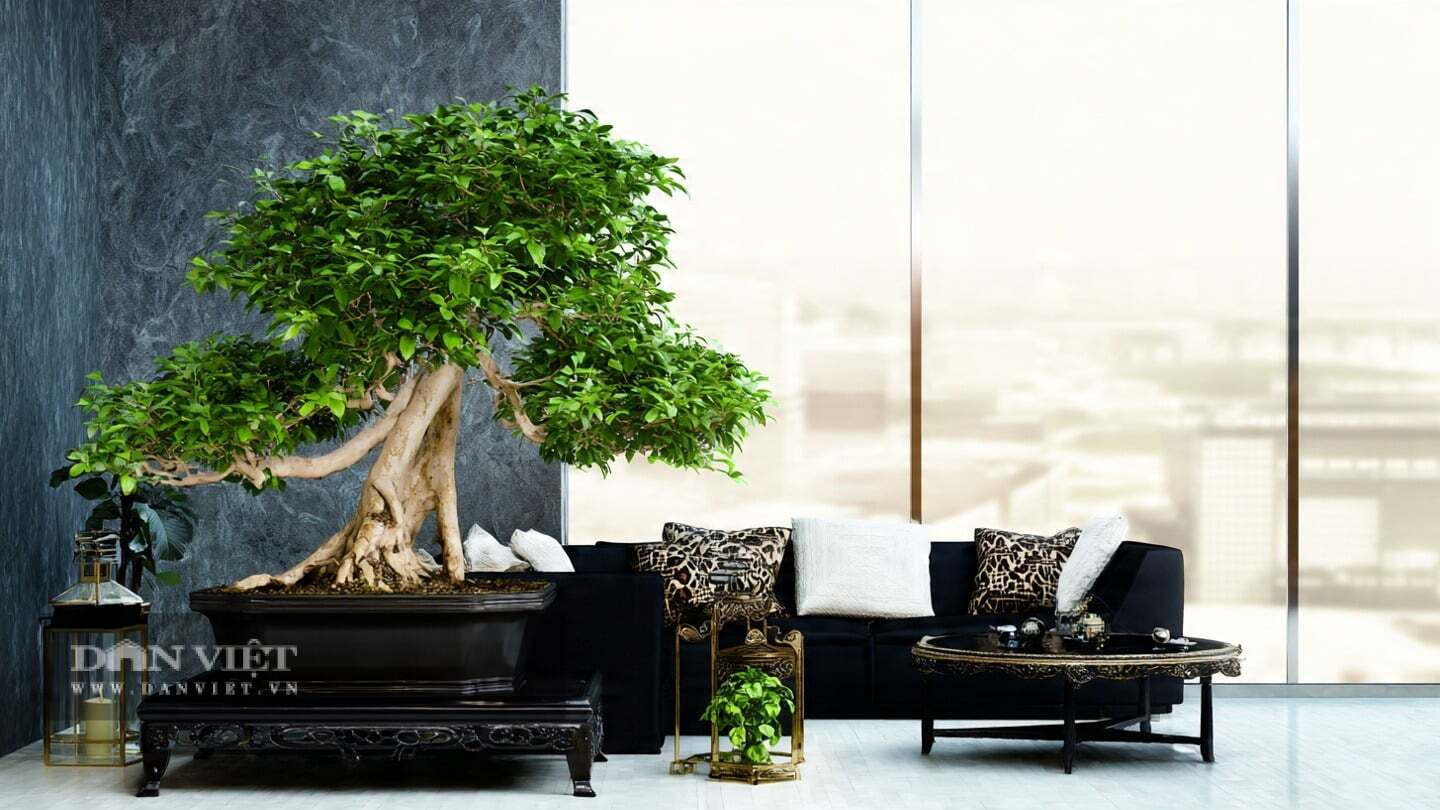 Loài cây này khá dễ thích nghi.