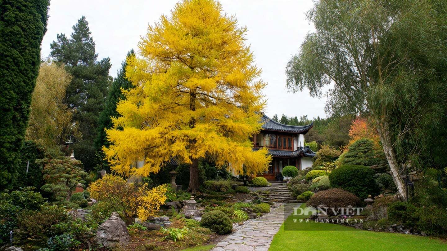 Cây thân gỗ lớn, có thể cao tới 30–40m trong tự nhiên.