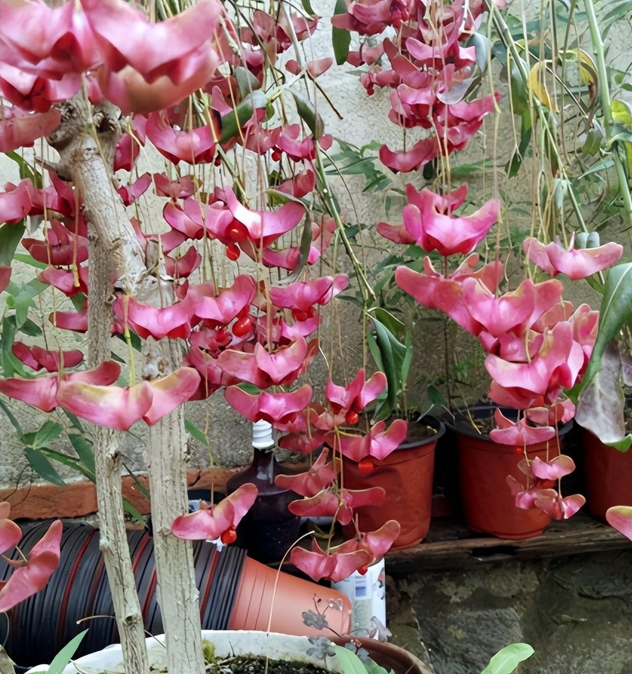 Bạn có thể trồng cây cảnh này ở sân vườn