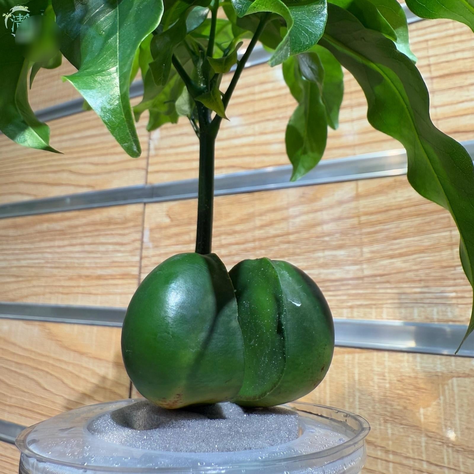 Cây cảnh được trồng trong nhà với mục đích thu hút của cải