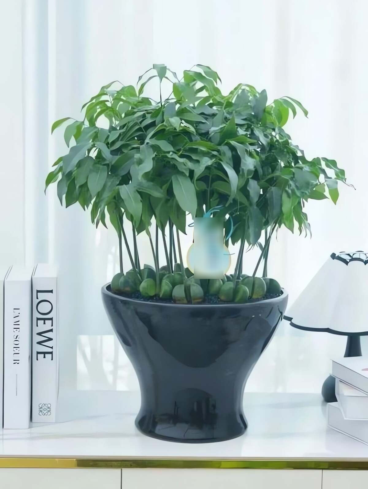 Cây cảnh có thể chịu được bóng râm một phần