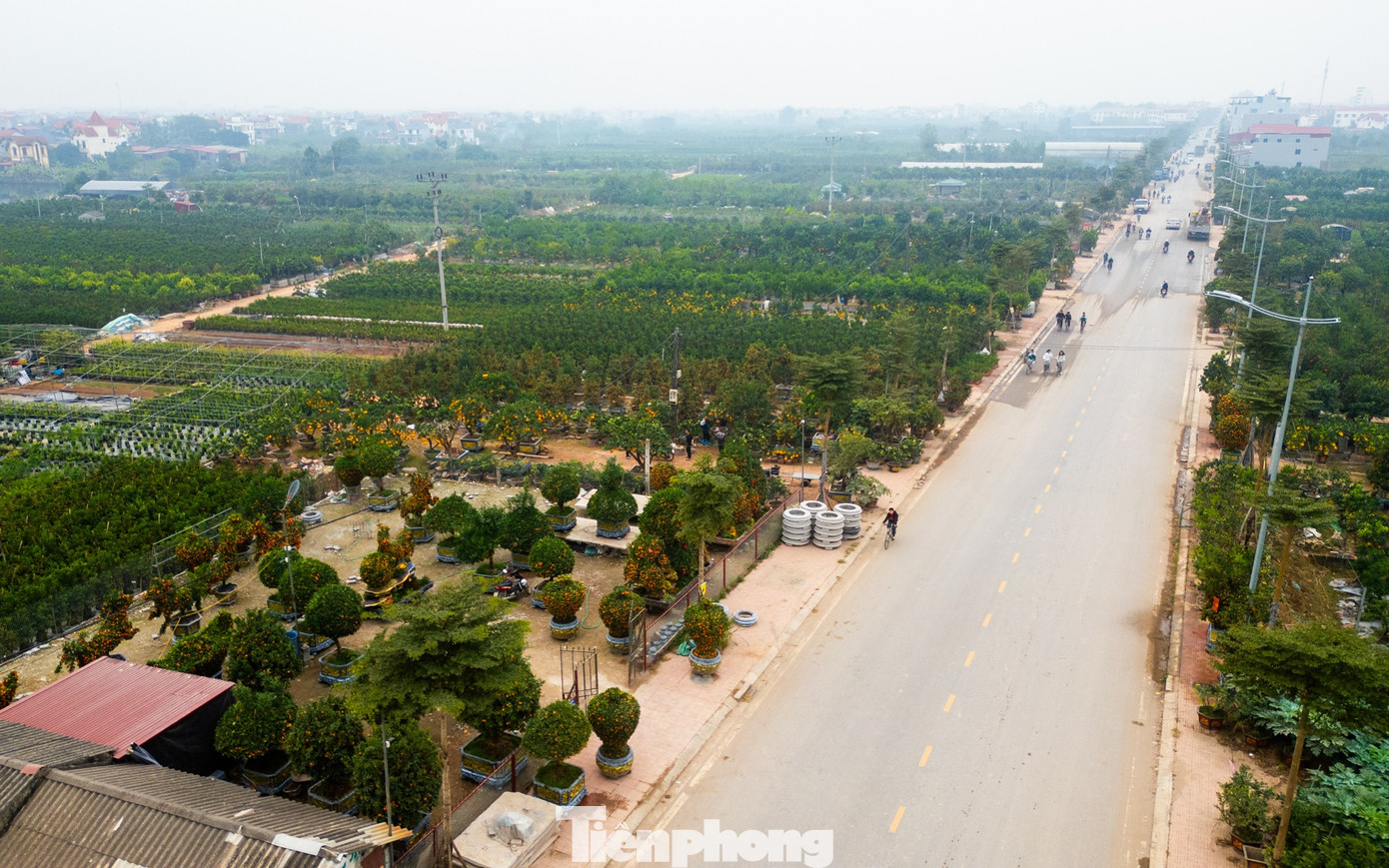 Hơn một tháng trước Tết Nguyên đán Bính Ngọ, thủ phủ Văn Giang (Hưng Yên) đã nhộn nhịp bước vào vụ kinh doanh quất, cây cảnh lớn nhất trong năm.
