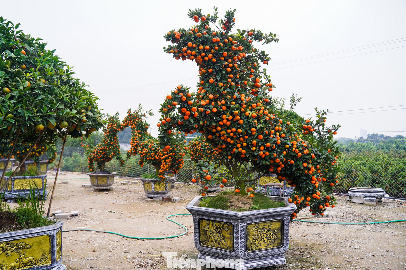 Chậu quất tạo hình linh vật ngựa, cao từ 2,5–3 m, sử dụng giống quýt cảnh khỏe, sai quả với giá bán ra khoảng 30 triệu đồng/cặp.