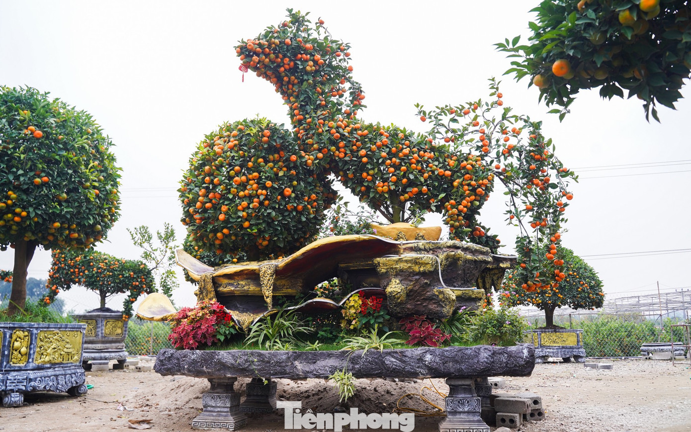 Độc lạ quýt hình ngựa có giá hàng chục triệu đồng ở thủ phủ cây cảnh Hưng Yên - 5