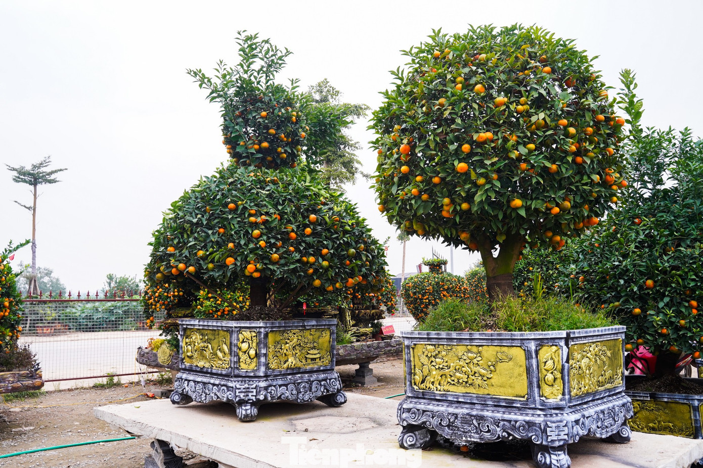 Độc lạ quýt hình ngựa có giá hàng chục triệu đồng ở thủ phủ cây cảnh Hưng Yên - 8