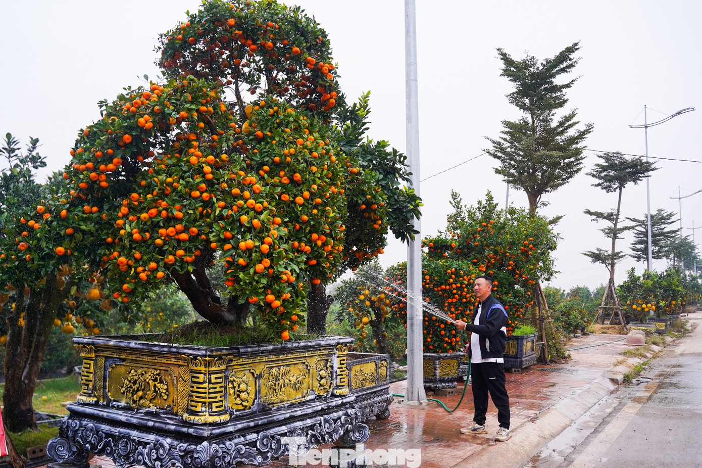 Anh Mạnh Thủy (xã Văn Giang, Hưng Yên) cho biết, hầu hết các cây quýt đã có người đặt mua từ sớm; riêng một số cây to, giá trị cao được khách lựa chọn thuê trưng bày. Năm nay quýt, quất, bưởi... đều được giá hơn mọi năm nên bà con rất phấn khởi.