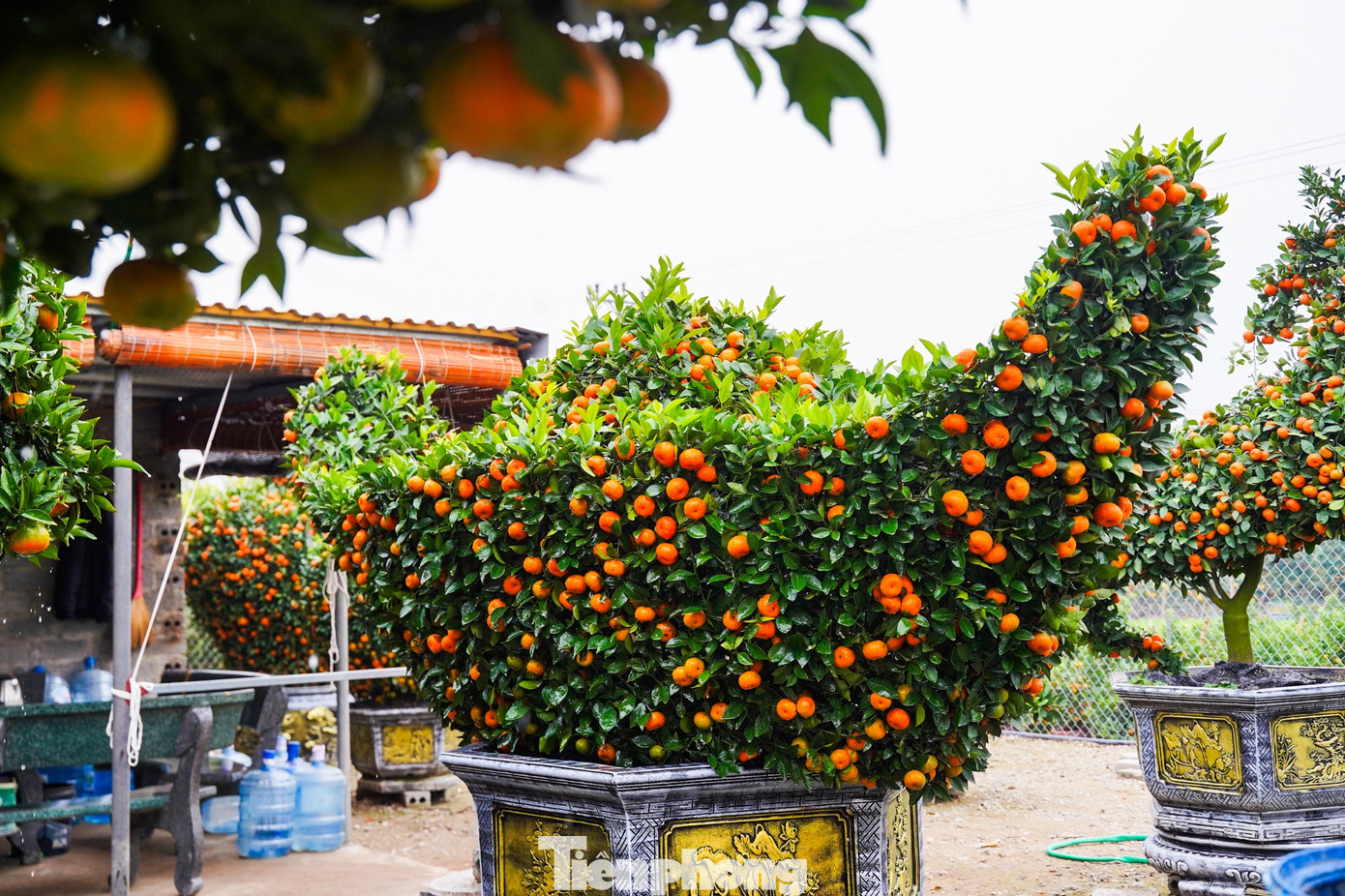 Chậu quýt tạo hình thỏi vàng, biểu trưng cho mong ước sum vầy, sung túc và tài lộc trong năm mới, được bán với giá khoảng 6 triệu đồng.