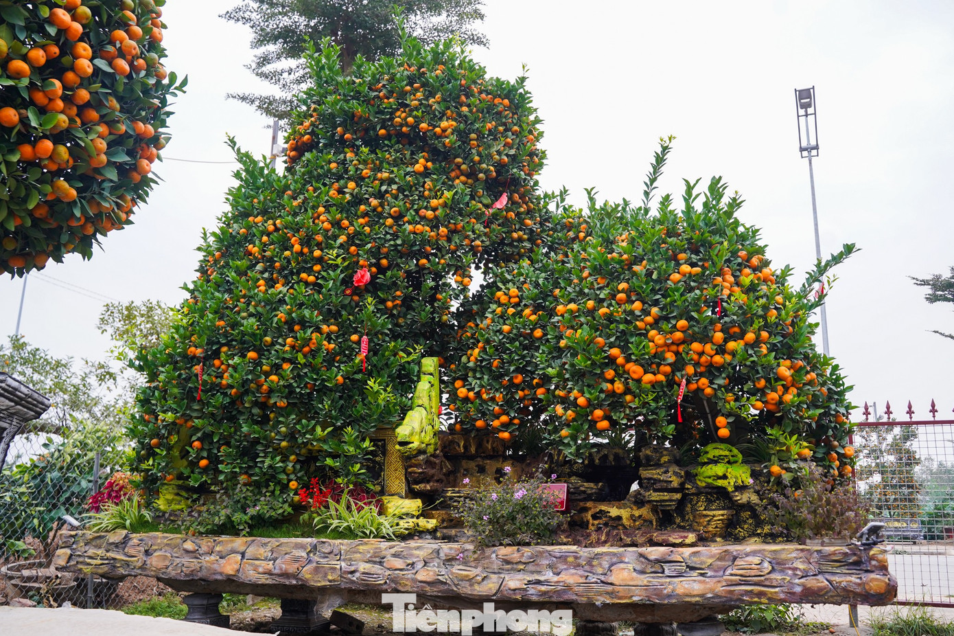 img src/upload/1-2026/images/2026-01-16/1768533362-tp-tienphong-1438-width1390height926.jpg width660 /