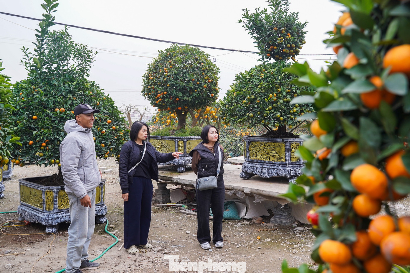 Thời điểm này đã có rất đông khách đổ về các vườn quýt, bưởi cảnh ở xã Văn Giang để tham quan, đặt mua.