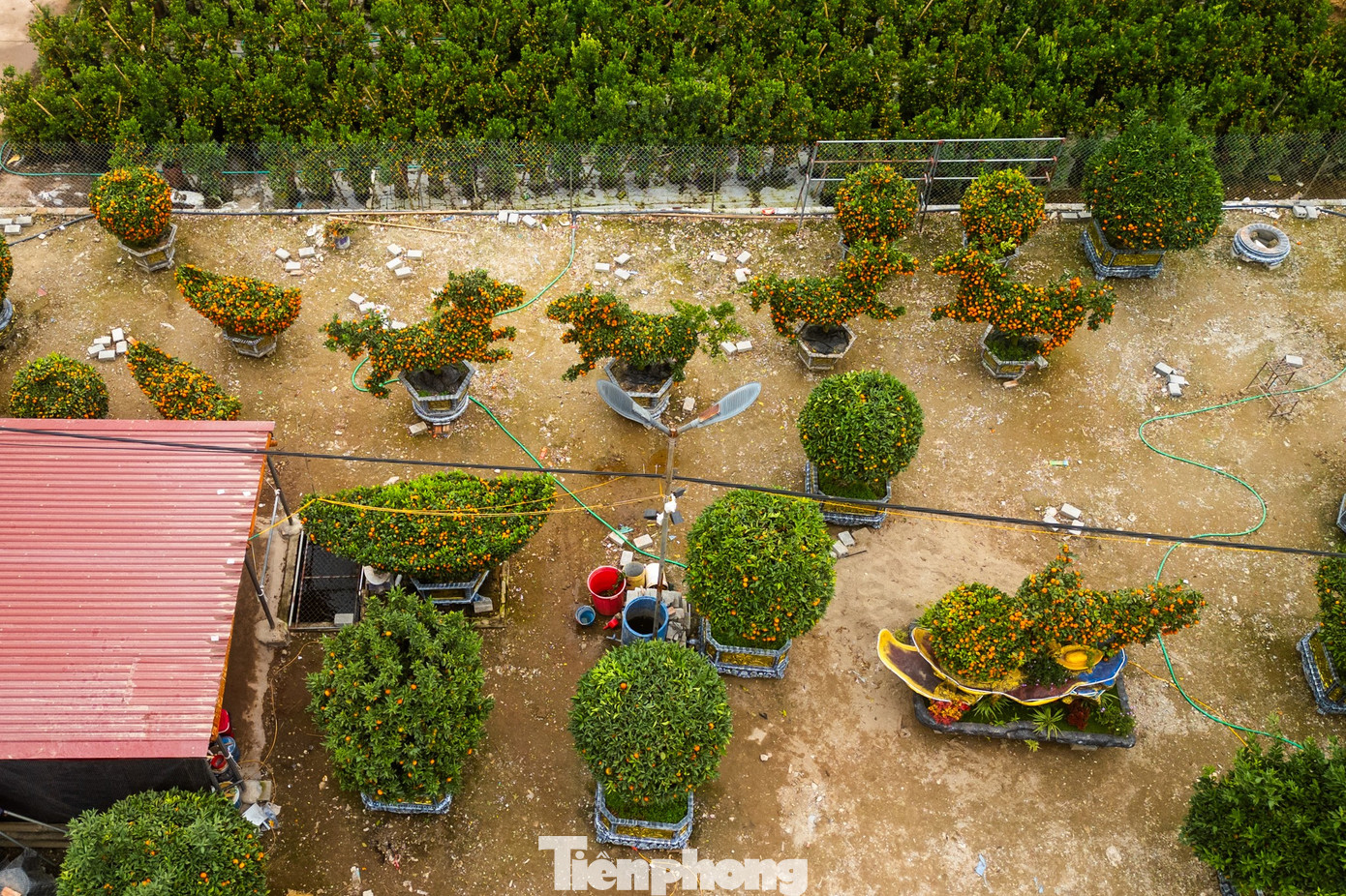 Xã Văn Giang (Hưng Yên) còn được biết đến là vựa hoa, cây cảnh lớn của miền Bắc; mỗi dịp giáp Tết, các sản phẩm nơi đây được thương lái thu mua, vận chuyển đi khắp các tỉnh, thành trong cả nước.