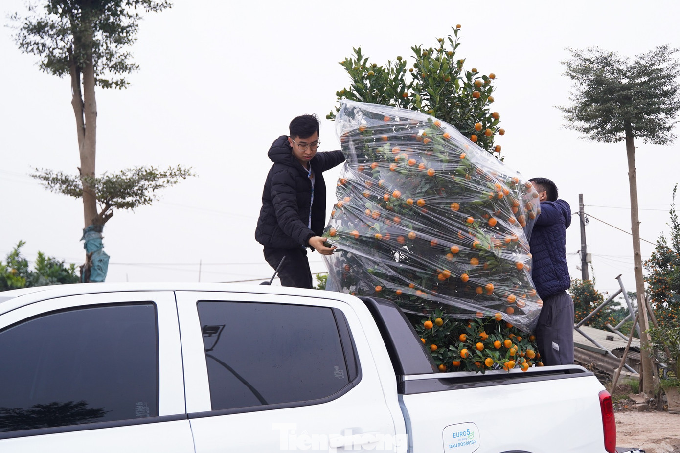 Nhiều khách tranh thủ chở cây về nhà sớm chơi Tết sớm.