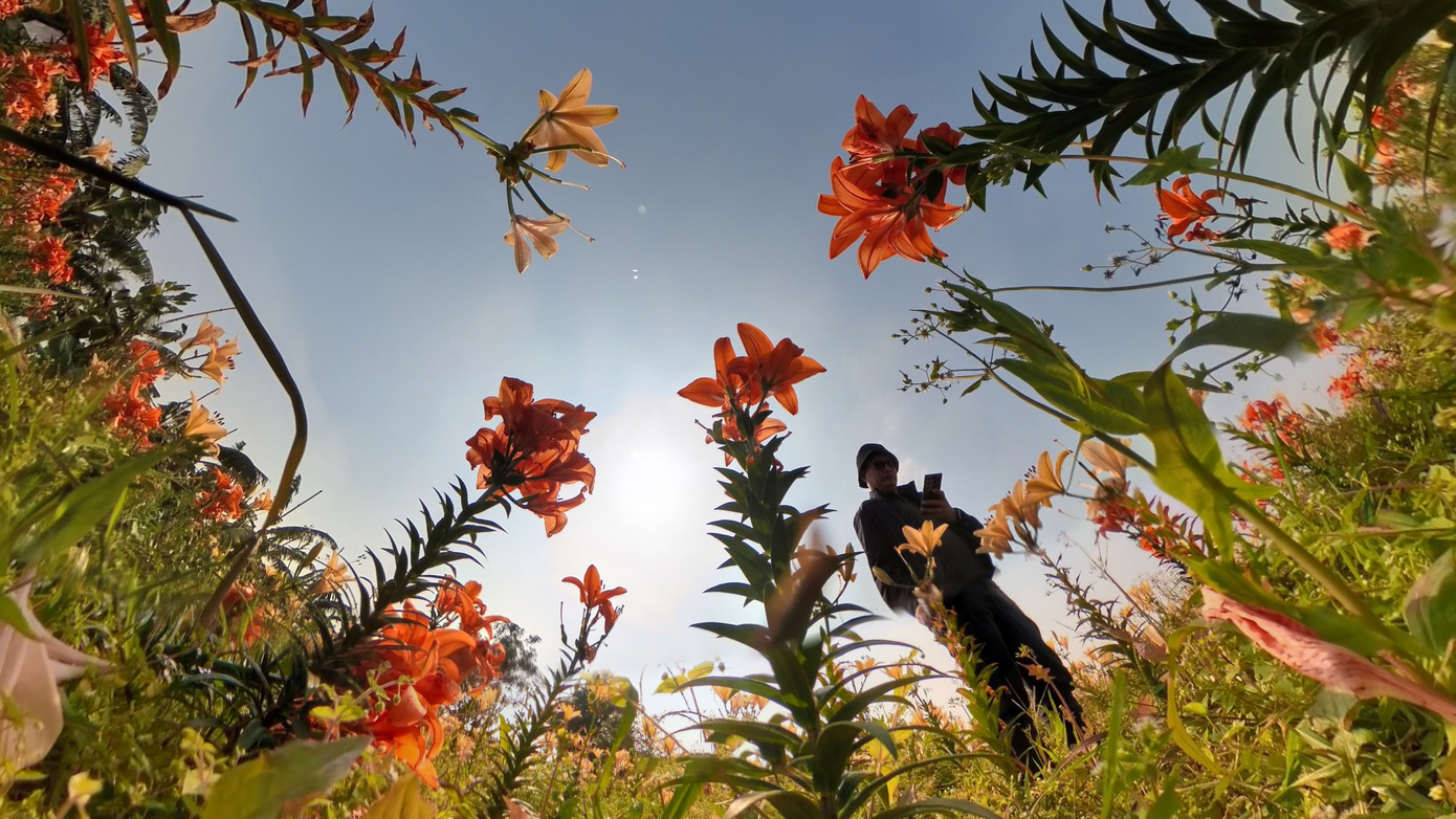 Hoa Ly Bung Nở Đồng Loạt, Cánh Dày, Màu Sắc Tươi Tắn. Theo Chủ Vườn, Hoa Đã Nở Rộ Được Khoảng 3 Tuần Và Sẽ Tiếp Tục Nở Gối Vụ Đến Hết Tháng 1.
