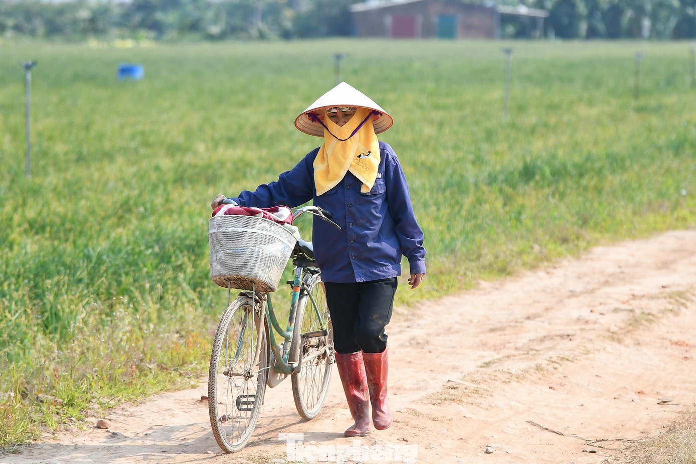 Img Src/Upload/1-2026/Images/2026-01-16/1768533565-Tp-Canh-Dong-Hoa-Lyddt-7932-Width1390Height927.Jpg Width660 /