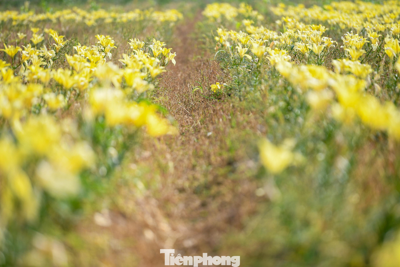 Chia Sẻ Với Phóng Viên, Bà Lý Cho Biết Đây Là Vụ Trồng Hoa Ly Đầu Tiên Của Gia Đình. Do Chưa Có Nhiều Kinh Nghiệm, Toàn Bộ Giống Hoa Được Bà Đặt Mua Qua Mạng, Vừa Làm Vừa Học Hỏi Kỹ Thuật Chăm Sóc. “Ban Đầu Chỉ Nghĩ Trồng Để Bán Hoa, Không Ngờ Khi Hoa Nở Lại Có Nhiều Người Đến Chụp Ảnh Như Vậy”, Bà Lý Nói.
