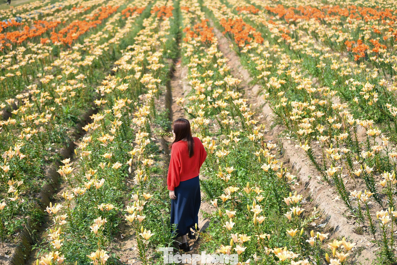 “Chưa Bao Giờ Tôi Thấy Đồng Hoa Ly Đẹp Và Đông Người Đến Vậy. Cuối Tuần, Xe Cộ Nối Đuôi Nhau, Nhiều Bạn Trẻ Còn Thuê Thợ Ảnh Đến Chụp Concept”, Chị Nguyễn Thị H. (Du Khách Từ Hà Nội) Chia Sẻ.