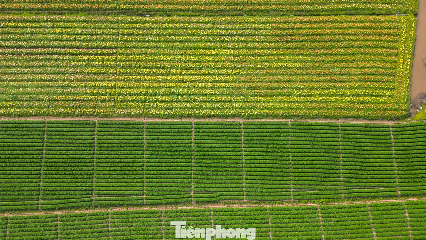 Thay Vì Thu Vé Vào Cửa, Chủ Vườn Lựa Chọn Cách Bán Hoa Cho Người Đến Chụp Ảnh, Coi Đây Là Cách Để “Lấy Lại Chút Tiền Vốn” Sau Vụ Trồng Đầu Tiên Còn Nhiều Bỡ Ngỡ. “Ai Thích Thì Mua Vài Cành Hoa, Vừa Có Hoa Mang Về, Vừa Ủng Hộ Người Trồng”, Bà Lý Chia Sẻ.