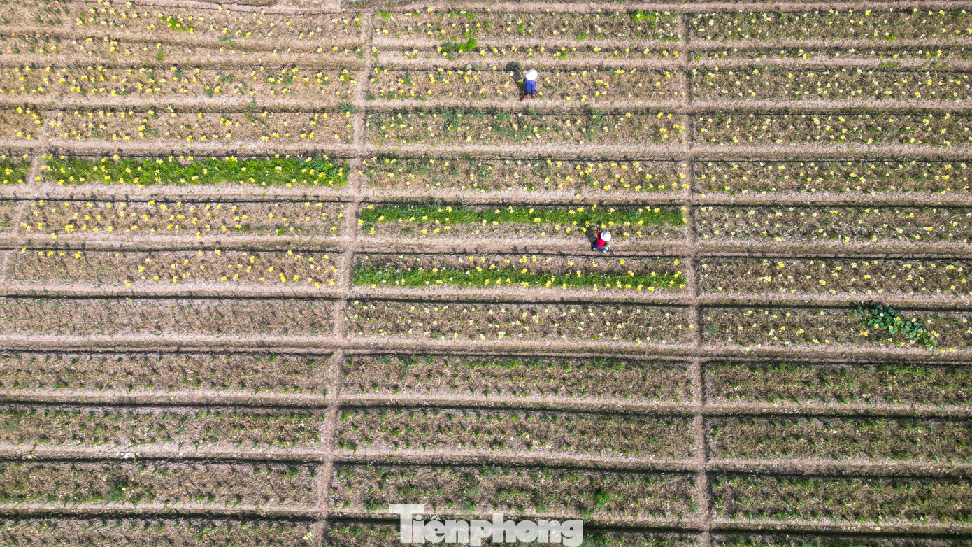 Img Src/Upload/1-2026/Images/2026-01-16/1768533565-Tp-Canh-Dong-Hoa-Lydji-0837-Width1390Height782.Jpg Width660 /