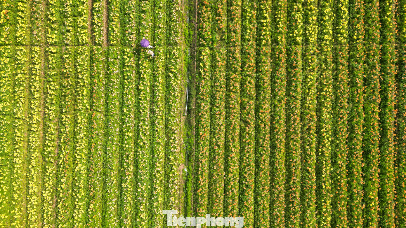 Ngỡ Ngàng Cánh Đồng Hoa Ly Bên Sông Kinh Thầy - 11