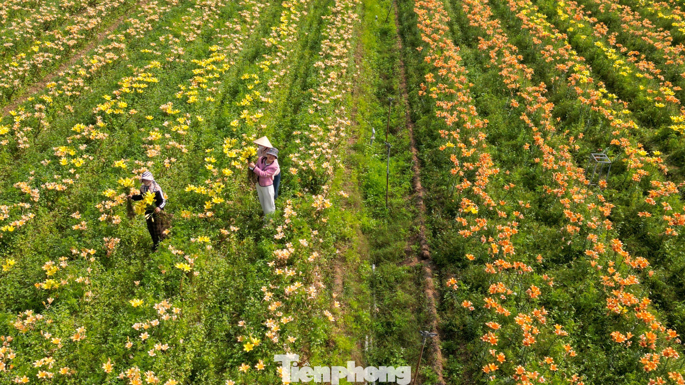 Img Src/Upload/1-2026/Images/2026-01-16/1768533565-Tp-Canh-Dong-Hoa-Lydji-0853-Width1390Height782.Jpg Width660 /