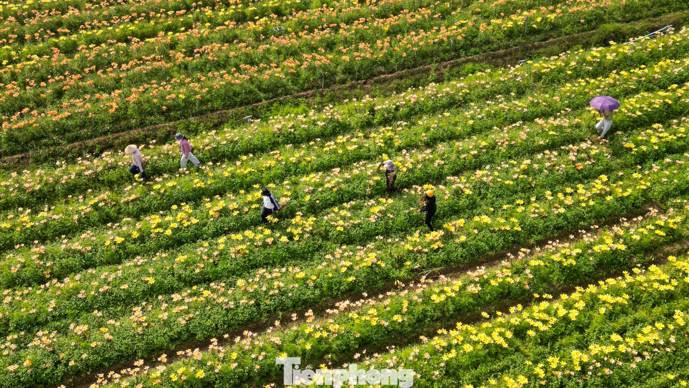 Hoa Ly Tại Vườn Bắt Đầu Nở Rộ Từ Khoảng Ba Tuần Trước Và Hiện Vẫn Đang Vào Thời Kỳ Đẹp Nhất. Theo Bà Lý, Các Ruộng Hoa Được Trồng Gối Vụ Nên Hoa Sẽ Tiếp Tục Nở Nối Tiếp Nhau Đến Hết Tháng 1, Tạo Điều Kiện Cho Người Dân Và Du Khách Đến Tham Quan Trong Thời Gian Dài, Thay Vì Chỉ Tập Trung Vào Một Thời Điểm Ngắn.