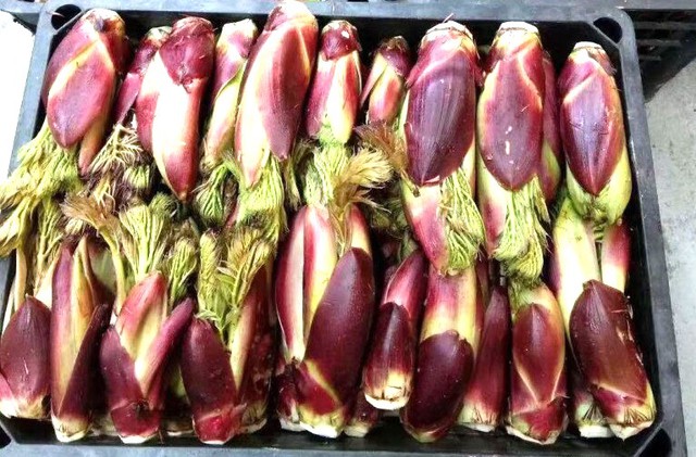 Nụ rồng gai là loại rau dại nhưng lại được ví cao lương mỹ vị số một thế giới.