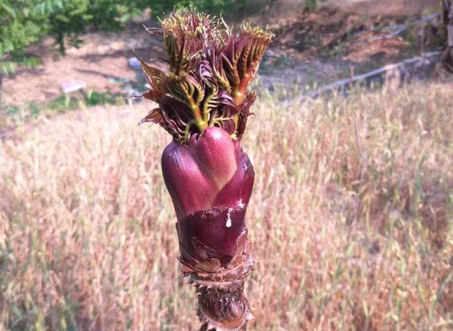 Ở nước ta, nụ mầm là loại rau mọc dại có ở một số tỉnh miền núi phía Bắc