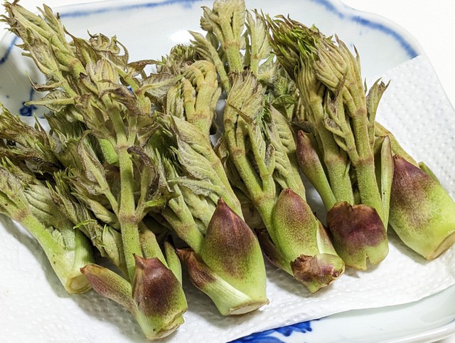 Cách chế biến đơn giản chỉ cần làm sạch rồi đem rau mầm gai đi xào tỏi cũng tạo được món ăn vô cùng thơm ngon, đưa cơm