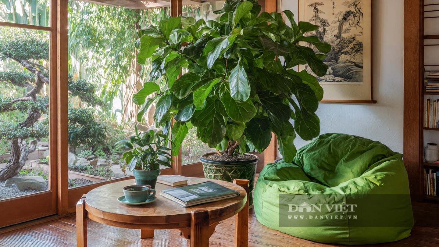 Cây cảnh đẹp và dễ nhìn