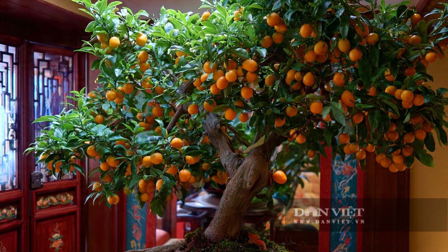 Theo người xưa, trồng cây may mắn trong nhà sẽ mang lại tài lộc
