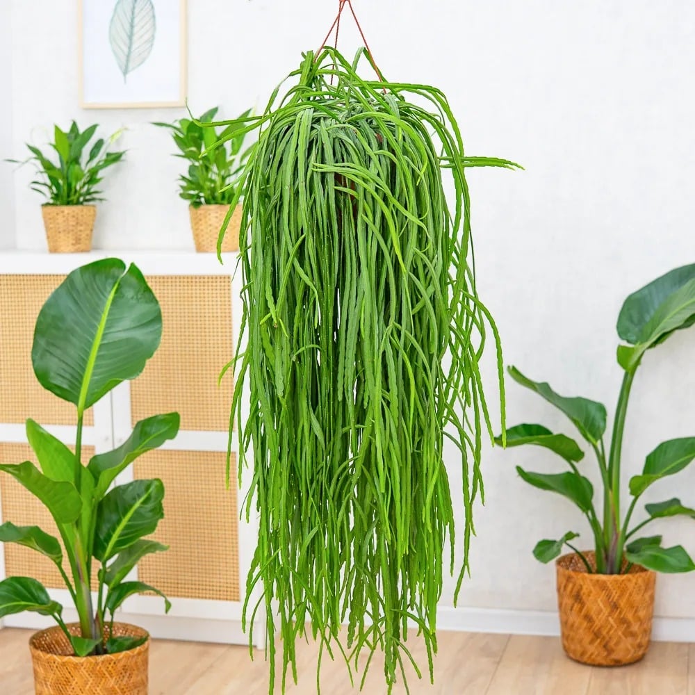 Xương rồng tầm gửi. Ảnh minh họa Toutiao