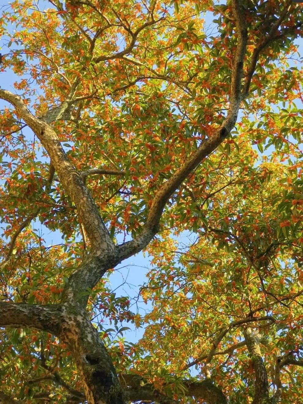 Hoa mộc hương dùng để làm bánh, pha trà. Ảnh minh họa Toutiao