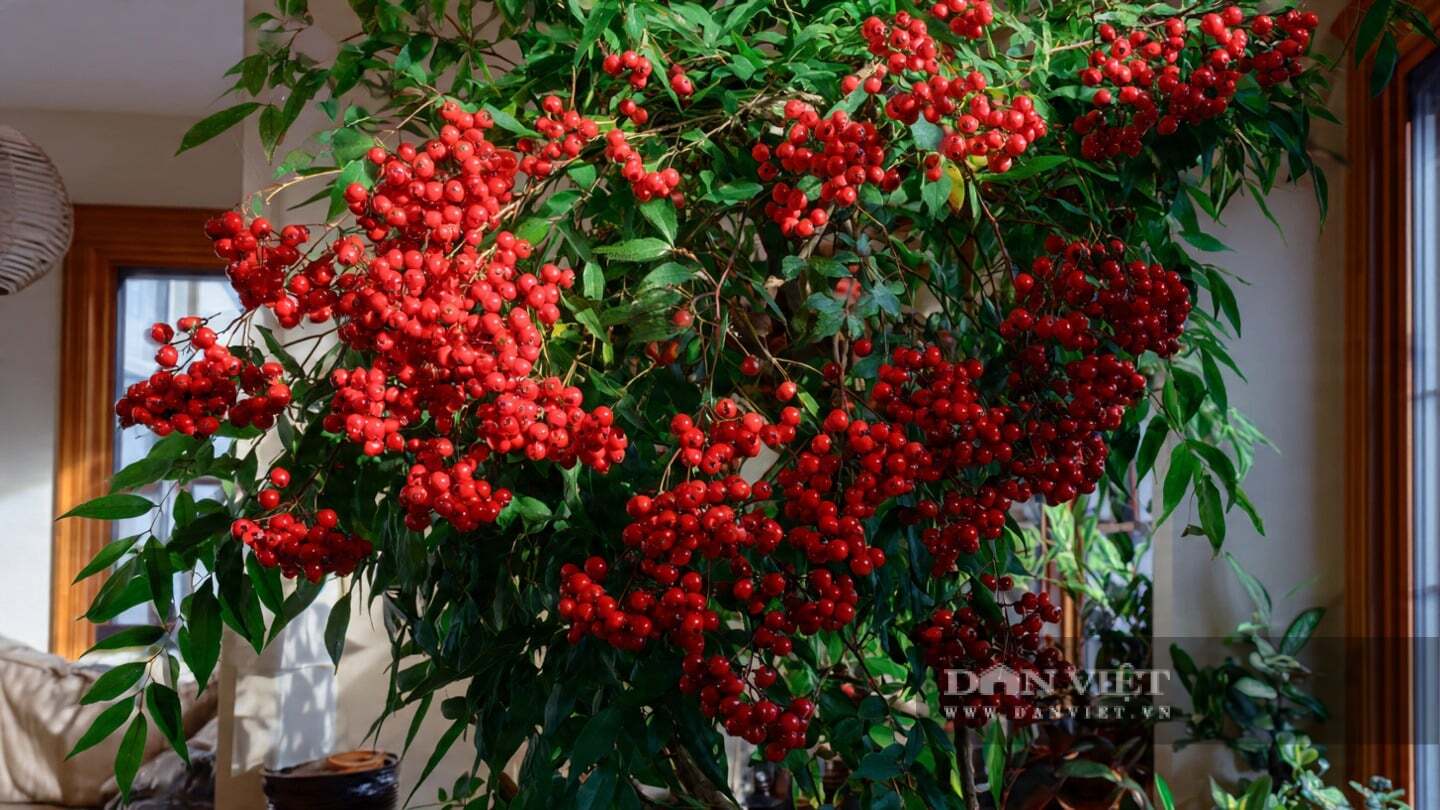 Cây cảnh bảo vệ gia đình số 1: Nam thiên trúc