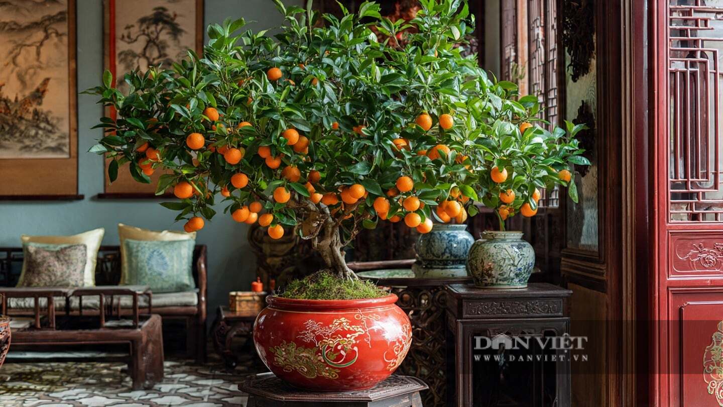 Cây quất tượng trưng cho tài lộc, giúp bảo vệ gia đình